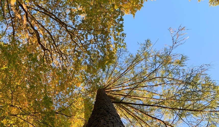Grüner Baum
